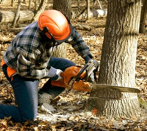 Tree Removal in Sanders, KY